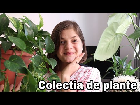 , title : 'Colectia mea de plante | Update 2021'