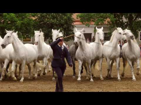 Kladruby above Labe | National gems II