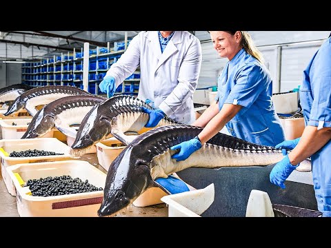 How Sturgeon Caviar Is Farmed and Processed - How it made Caviar - Sturgeon Caviar Farm