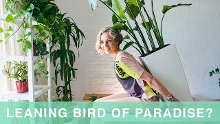 How To Straighten Bird Of Paradise Plant | Bird of Paradise Care