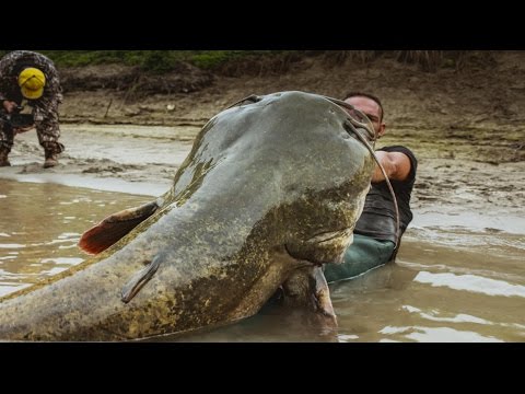 Mammoth Catfish tall 8,20 FEET VS little Boat  by Yuri Grisendi