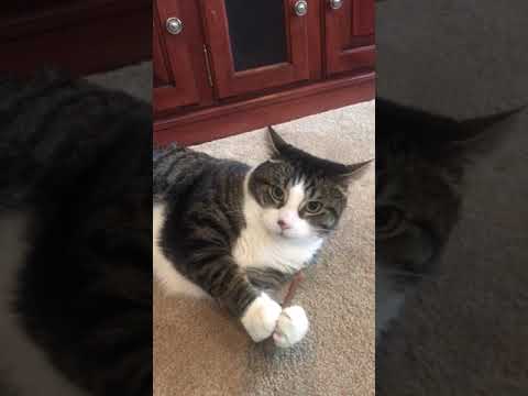 Cat eats with just his front paws!