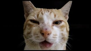 Download lagu MEMORIES - MAROON 5 || Meowmories || Parodi by cat #Loiandlois #Lui #maroon5 #memories mp3 Download lagu MEMORIES - MAROON 5 || Meowmories || Parodi by cat #Loiandlois #Lui #maroon5 #memories mp3
