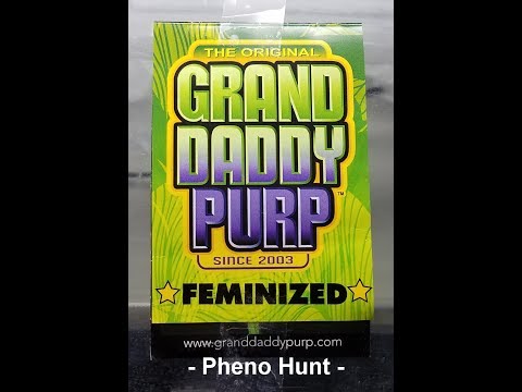 Grand Daddy Purp Genetics video