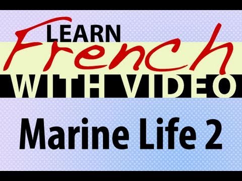 Learn French with Videos Common Animals