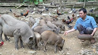 Robert sold his pigs, chickens and pigeons to prepare to marry Mai. Green forest life 