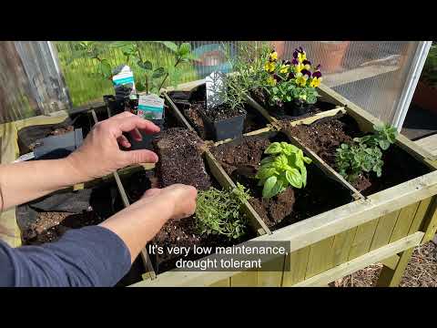 The Best Herbs for Containers