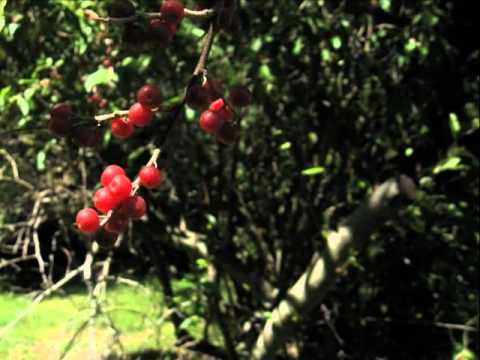 tommy hedden music.wmv