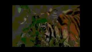 Bonobo - Ten Tigers  ( video)