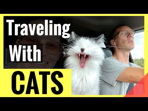 Tips for Traveling with Cats Long Distance in Your Vehicle