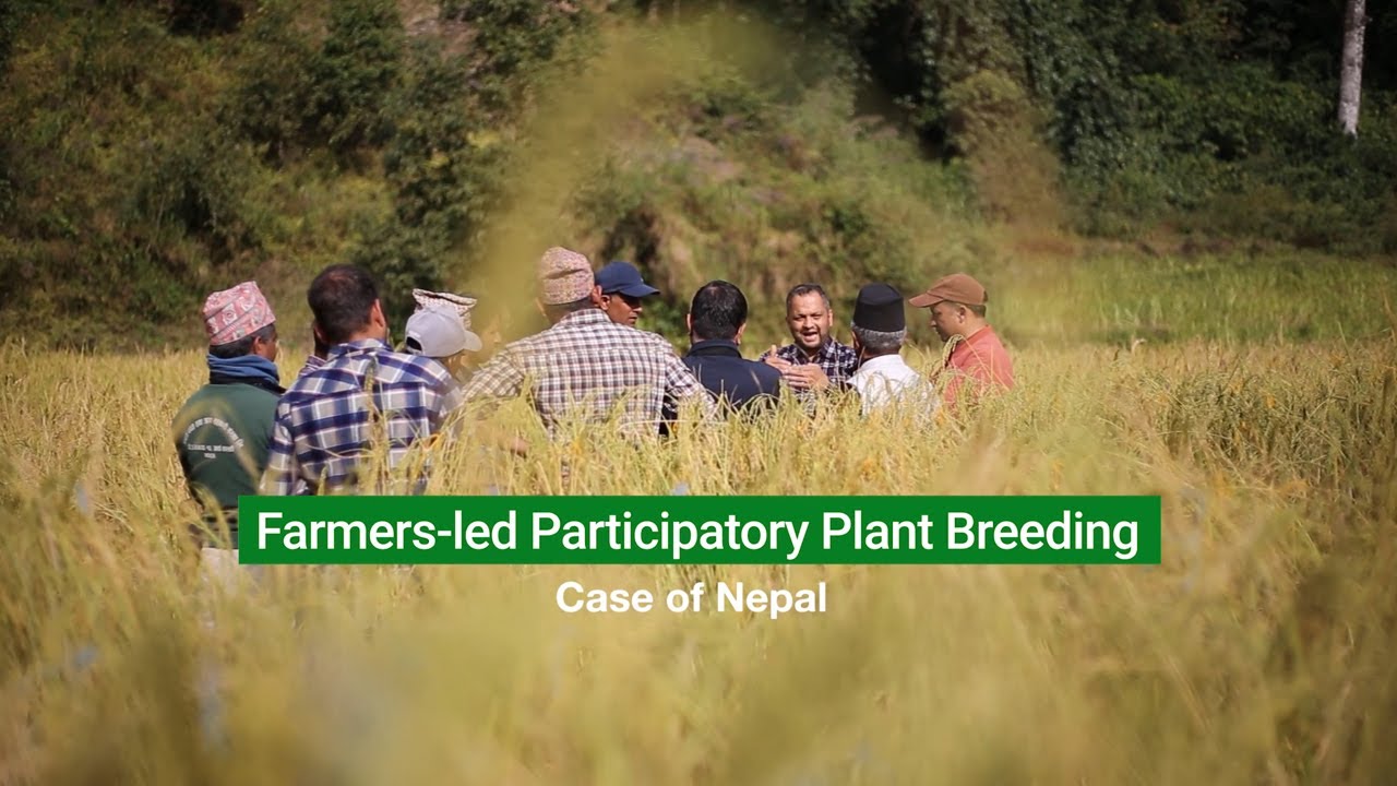 Farmers-led Participatory Plant Breeding (PPB): Case of Nepal