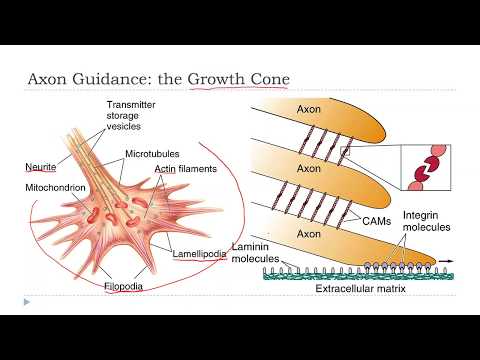 OSSM Neuro Chapter 23 - Axon Guidance