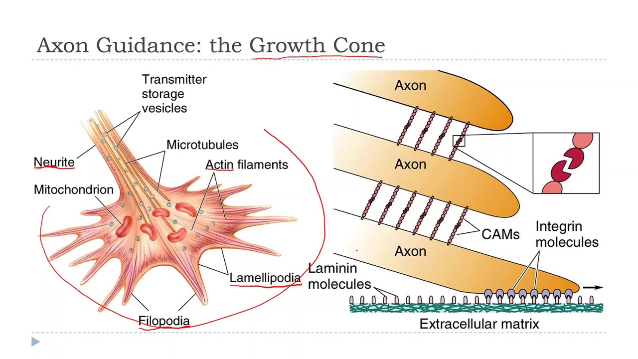 OSSM Neuro Chapter 23 - Axon Guidance