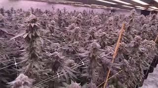 White Truffle 7 weeks, supreme led grow light