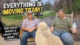EVERYTHING Is Moving Today! New Chicks & "Pro" Calves