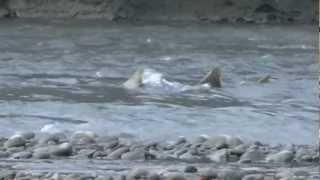 preview picture of video 'Elwha River Salmon lake aldwell'