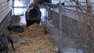 Classic Animal Care Network Home Visit