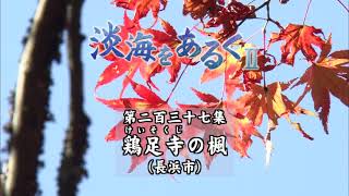 淡海をあるく　鶏足寺の楓　長浜市