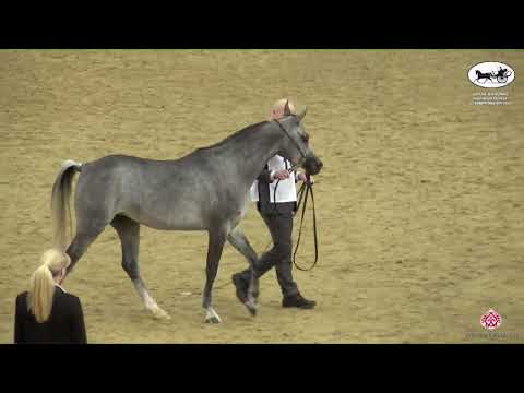 N 194 AJMAL SANAA   Qatar National Arabian Horse Championship 2022   Fillies 2 Years Old Class 4B