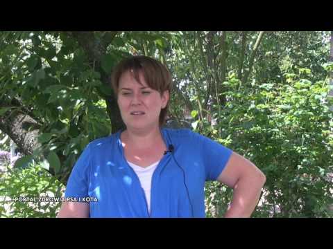 Wychowanie psa | Jak wychować szczeniaka?