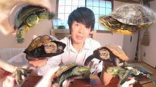 ミドリガメ 求愛 أفضل موقع لتشغيل ملفات Mp3 مجان ا ミドリガメ 求愛 أفضل موقع لتشغيل ملفات Mp3 مجان ا