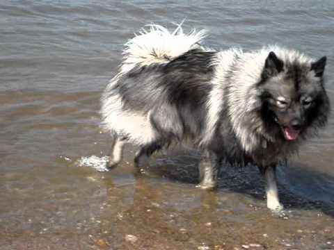 My baby German Spitz Gorgi (15 months)