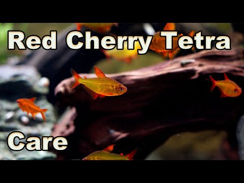 The Ultimate Tetra? Red Cherry Tetra: Care and Breeding