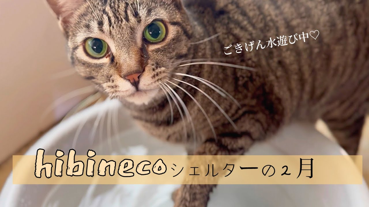 【hibinecoシェルター】不定期日記|２月