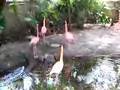 Flamingo Fighting