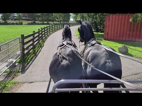 Stal Okkema's Falke (Jehannes) en Falke (Eise)