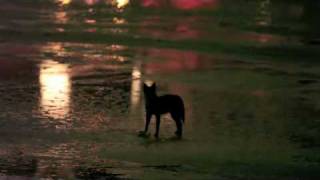 Central Park Coyote with soundtrack by Joao Erbetta