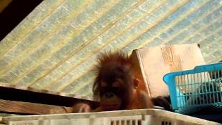 Baby Orphan's Orangutan ; Little Hofmann