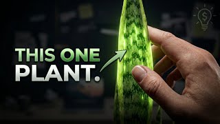 Expert Reveals TOP 3 Desk Plants for MAXIMUM Focus & Success