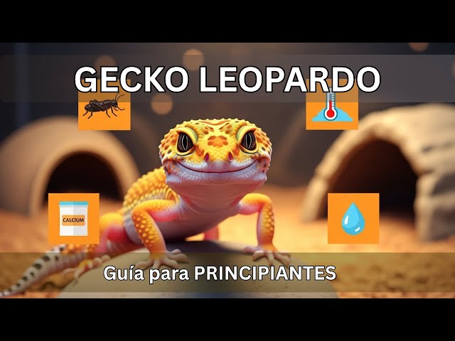 Vídeo relacionado con El Manual del Gecko Leopardo: Una guía para principiantes, impulsada por expertos, para criar geckos leopardo sanos y felices.