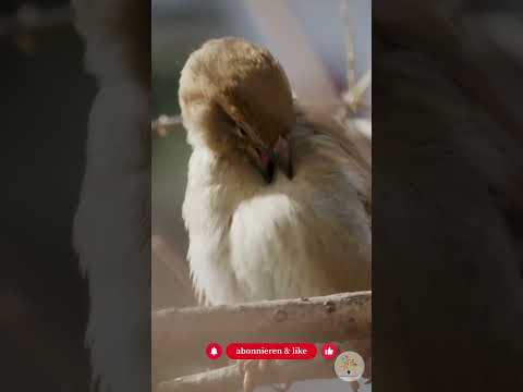 Altgras im Garten: Warum hohes Gras allein keine Insekten rettet