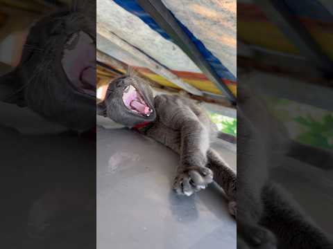 Duman Kobra Cat 🐈‍⬛