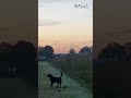 Mysterie: wat vliegt hier door de lucht? Leon zag het toen hij zijn hond uitliet | RTV Oost