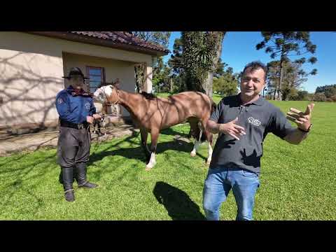 🐎 OS 4 CANTOS DE SOLEDADE — EPISÓDIO 2: A DOMA RACIONAL 🌾