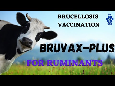 , title : 'Brucellosis Vaccination-Cattle & Buffalo