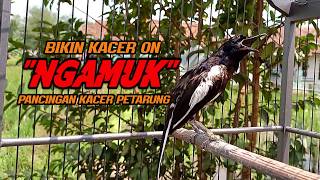 Download lagu Suara Burung KACER GACOR  Nembak MATERI PEDAS, Pancingan KACER Petarung mp3