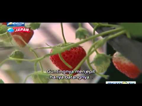 Strawberry Robot in Japan Farm