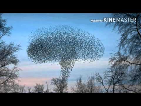 PAVOL HABERA - VTÁCI PÍŠU ZÁVEŤ KRÍDLAMI