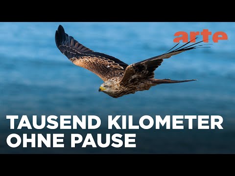 Zugvögel - Ein Jahr vergeht im Flug | Reupload | ARTE Fernweh