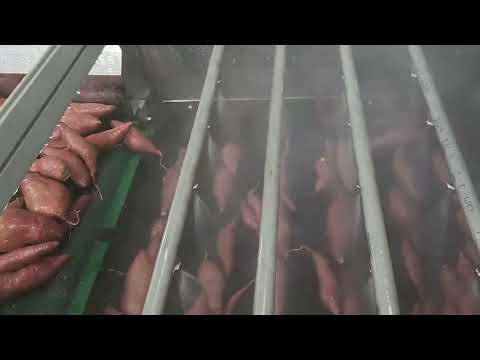 세척 꿀고구마 10kg 대(300g 이상)
