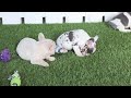 French Bulldog dogs for sale: Jenkins - Video 1