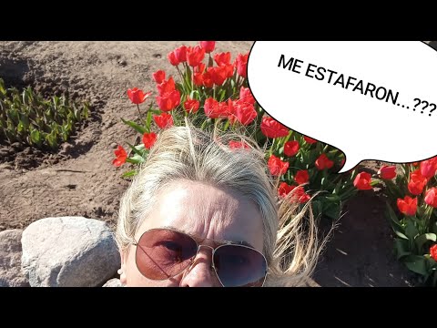 Despeñaderos , Córdoba!! Cultivo de tulipanes¡!