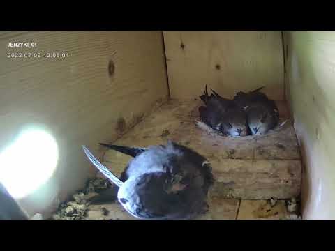 060 2022 (Swifts) presentation