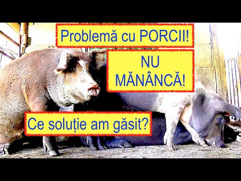, title : 'PROBLEME DE CREȘTERE LA PORCI! CUM AM REZOLVAT PROBLEMA? #OrășeanLaȚară!'