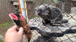 ビントロング vs 野獣先輩