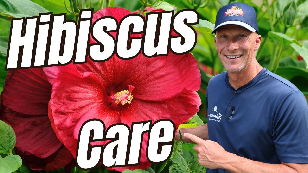 🌺 How to Grow and Care for Hibiscus Plants | Hardy & Tropical Hibiscus Tips 🌿